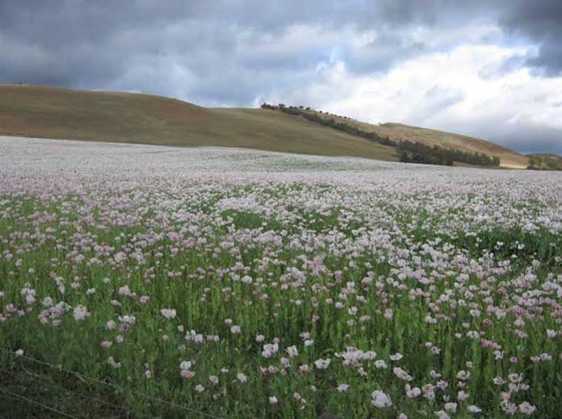 הוילה Meadowbank Curringa Farm מראה חיצוני תמונה